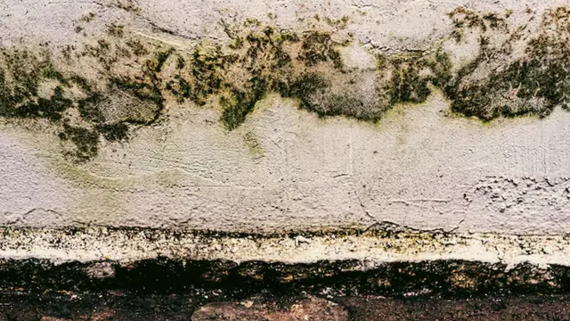 Green and black mold growing in a band along a wall